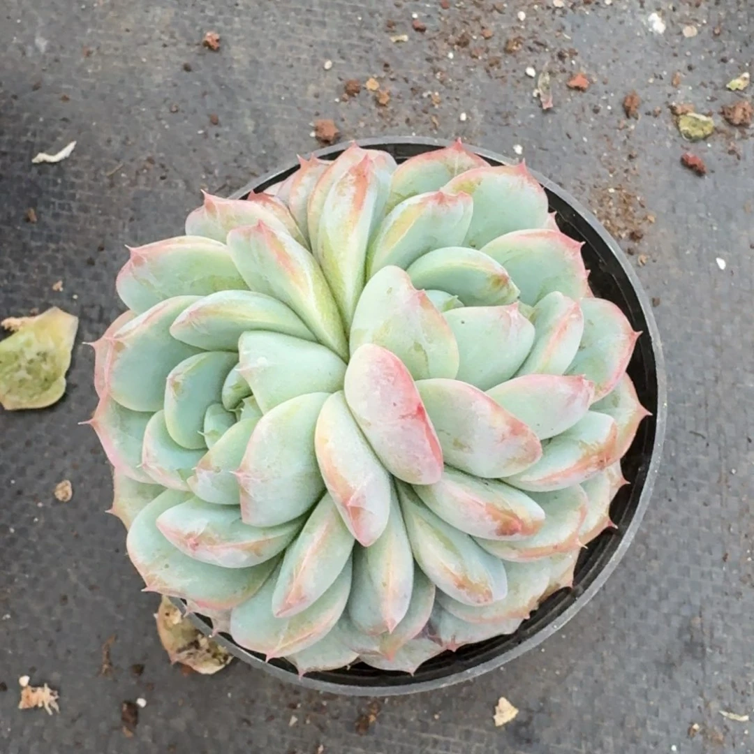 多肉杂交一物一拍26-65