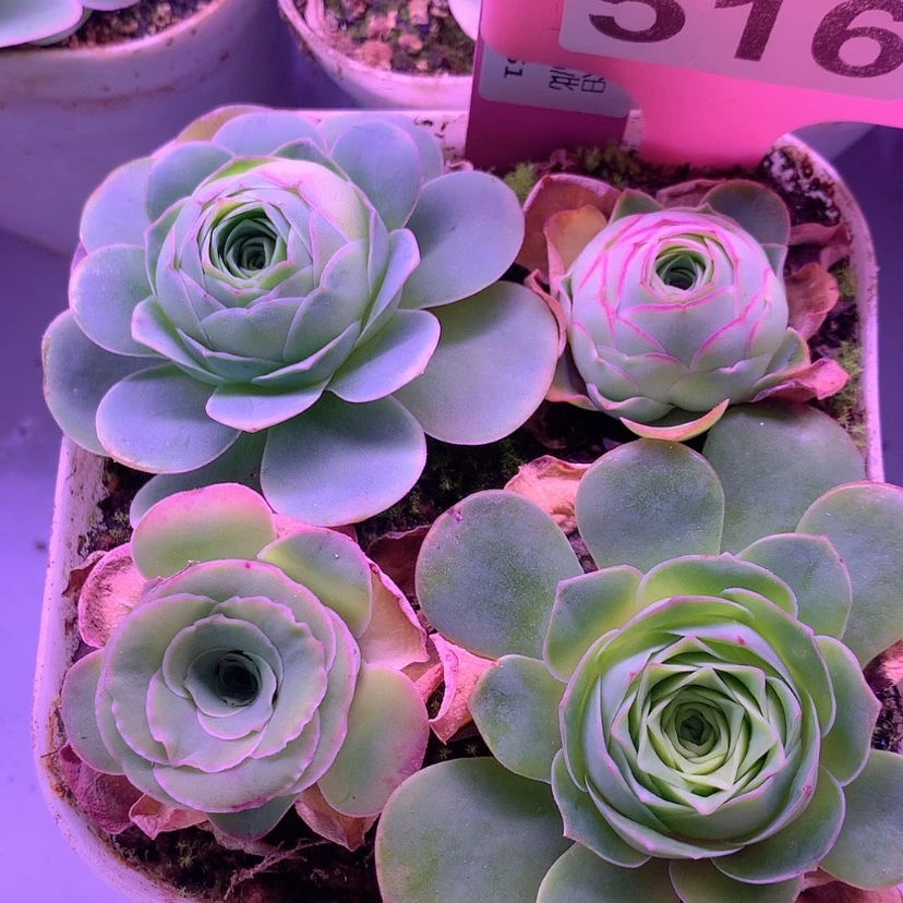 【闪购商品】(****组合516