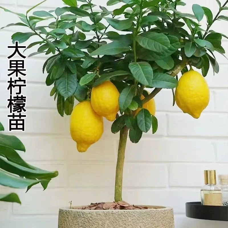 大果香水柠檬盆栽水果树苗客厅绿植物可食用室内外阳台大苗