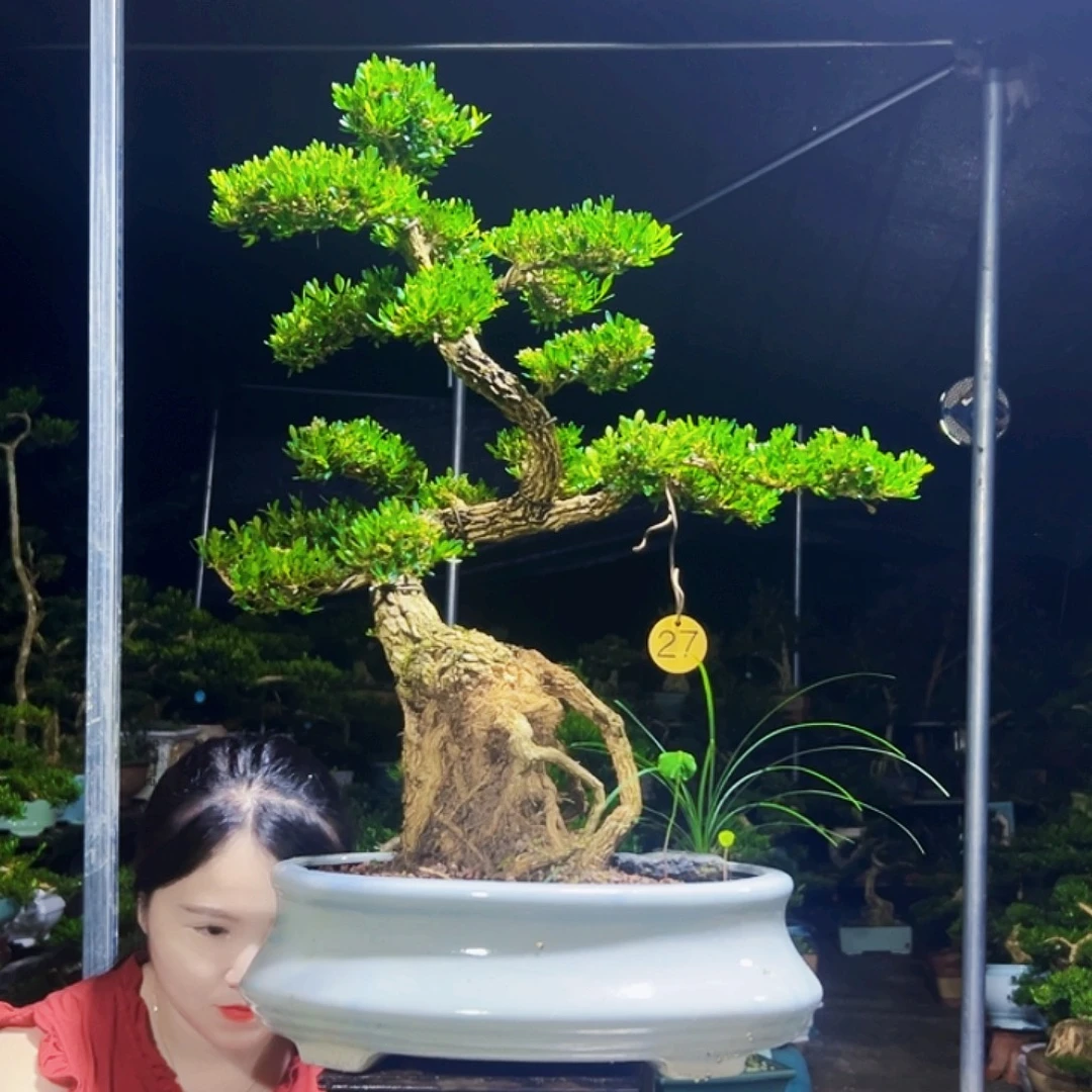 无花朵黄杨木