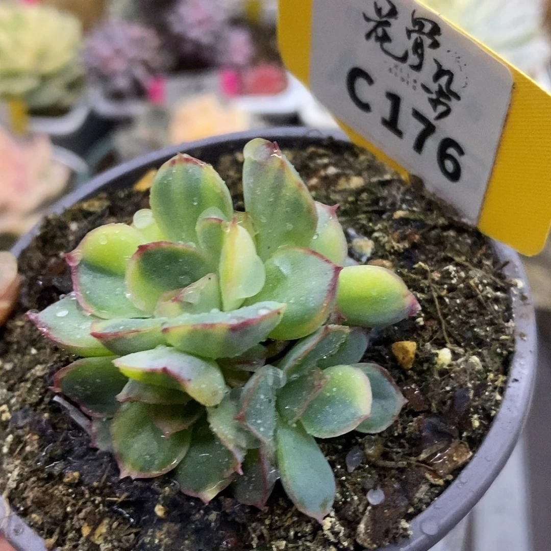 176猎户座哈哈哈哈哈哈