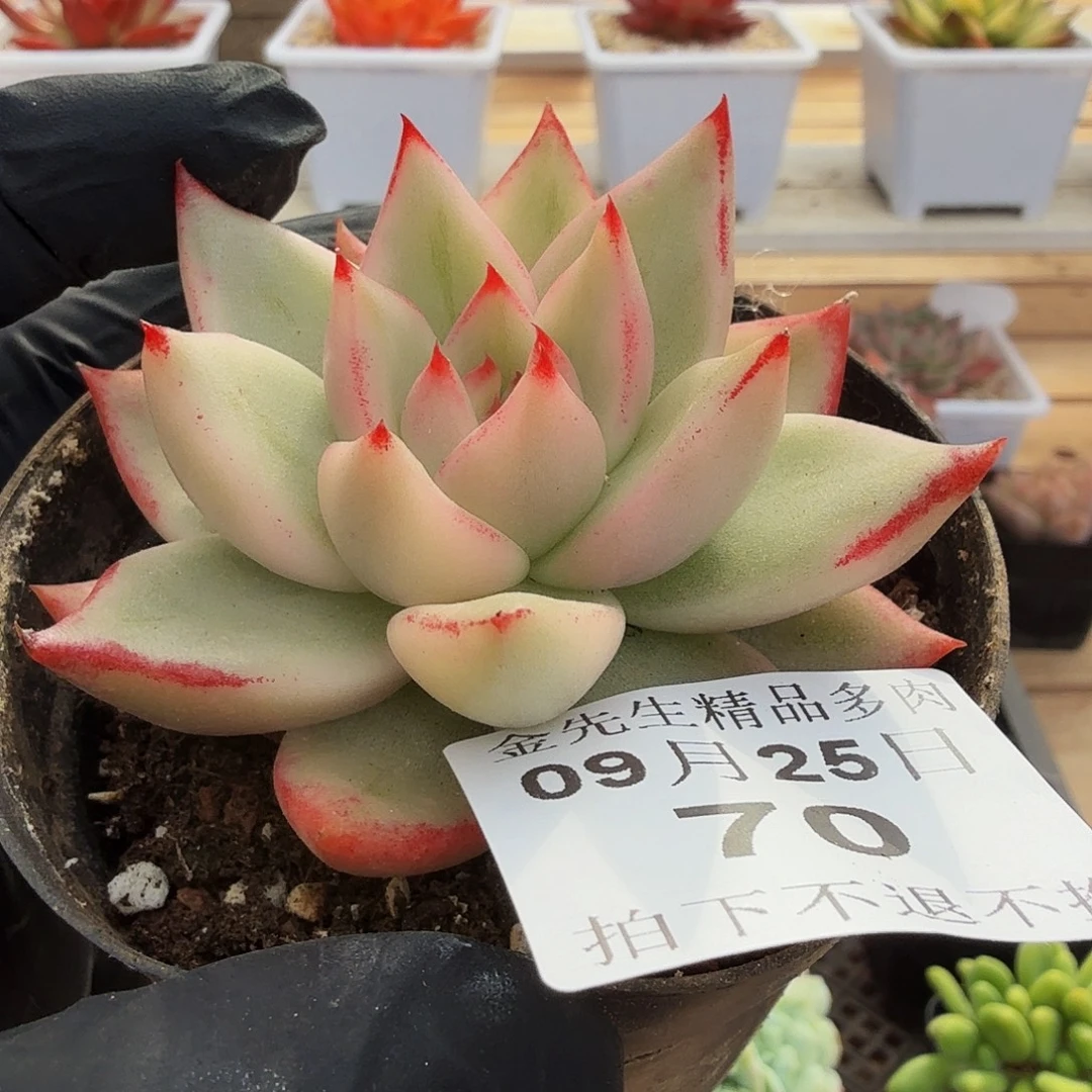 0925-70樱花玛丽亚锦