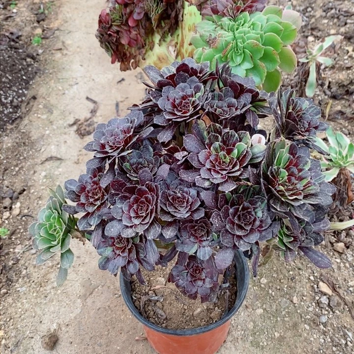 江****姐两颗多肉植物法师