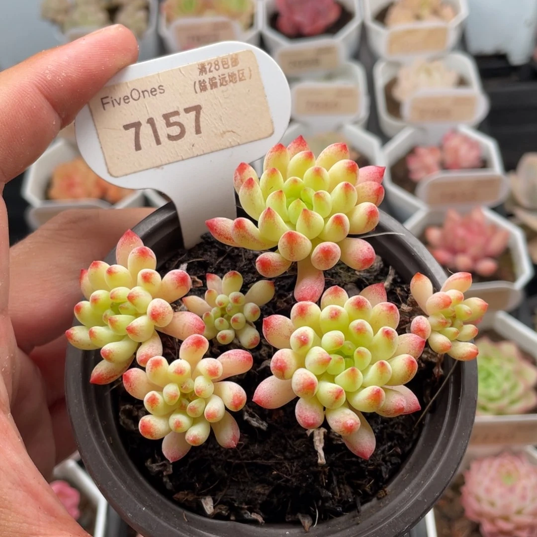 烟花7157-9.0厘米