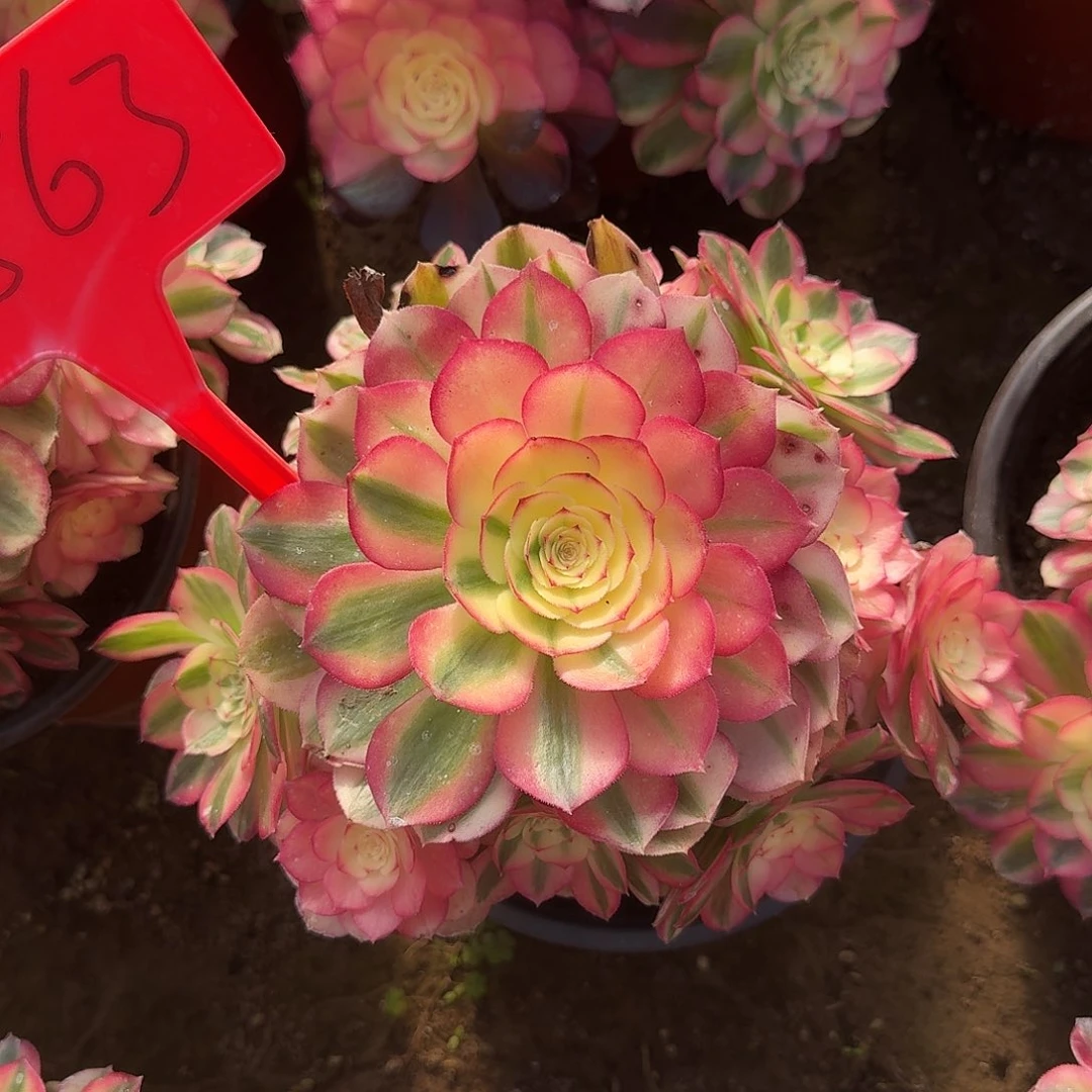 4563倾城多肉法师