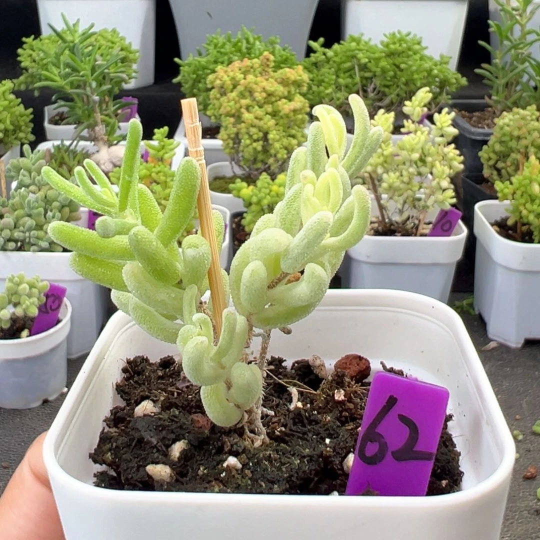 62号橙叶锦一物一拍