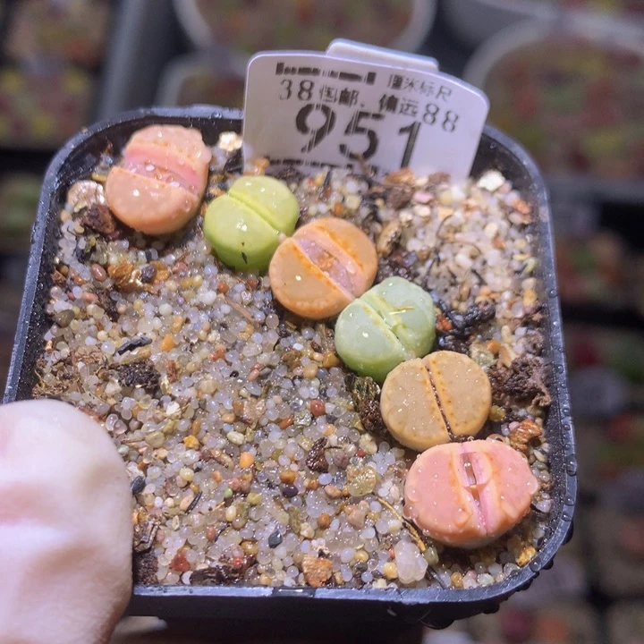 Sss精品生石花951