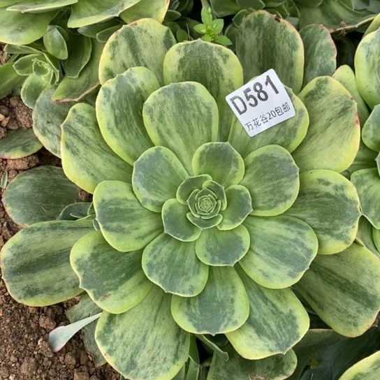 581玉龙观音锦多肉