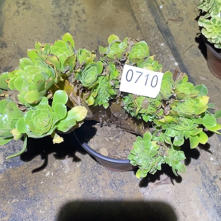 多肉植物法师710绿杨蓉缀