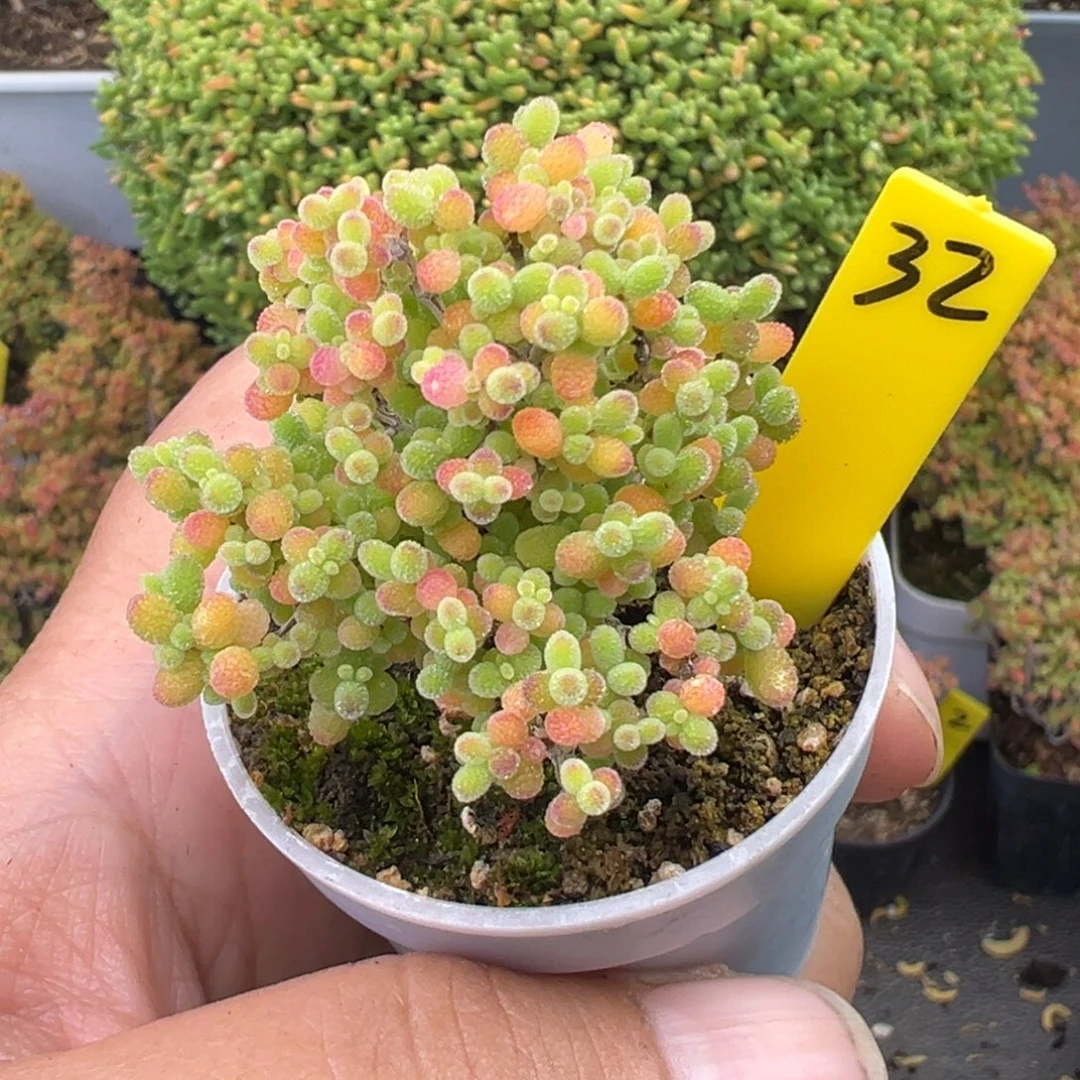 蜜橘糖球32号5cm盆
