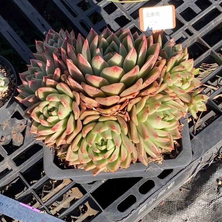 直播福利东云228阿阿阿