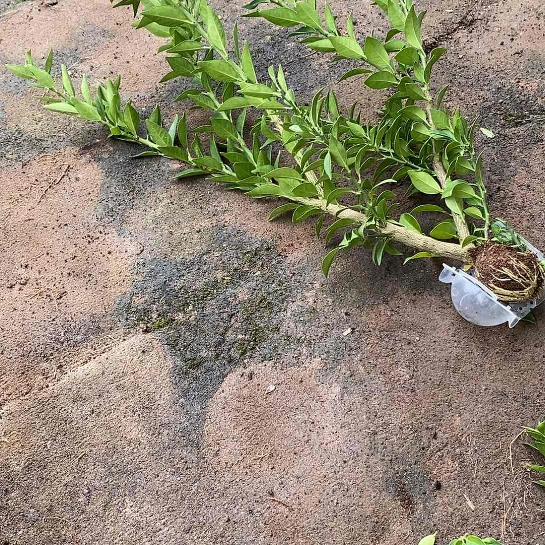 无花朵原生八房柑高压球