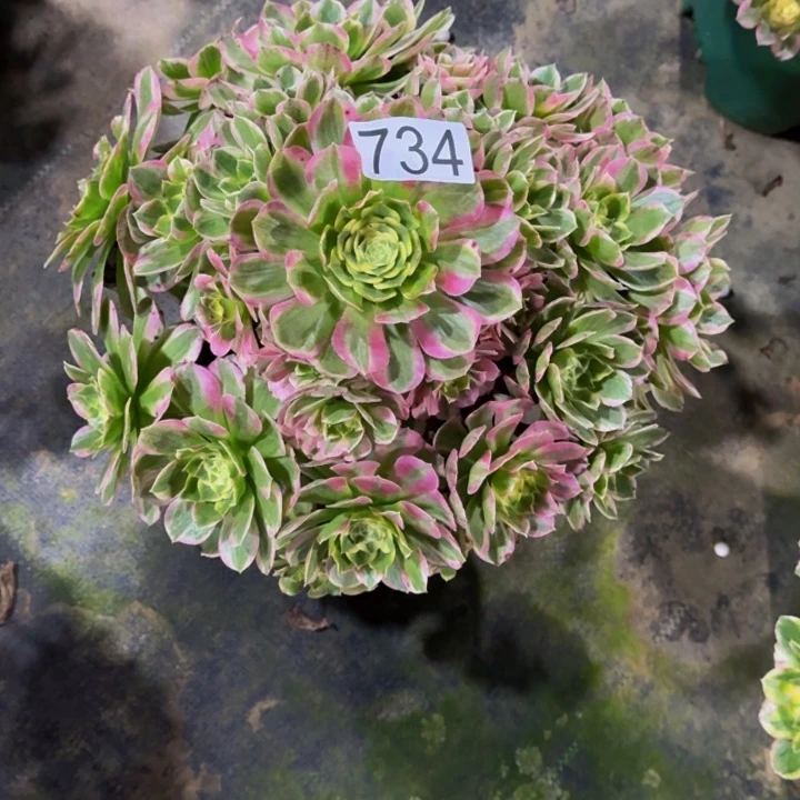 00000000000734粉王