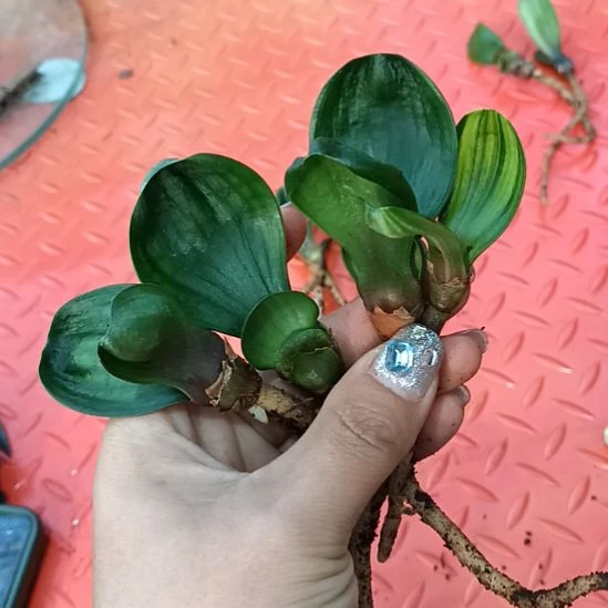 喝****蛐特色花卉君子兰小苗君