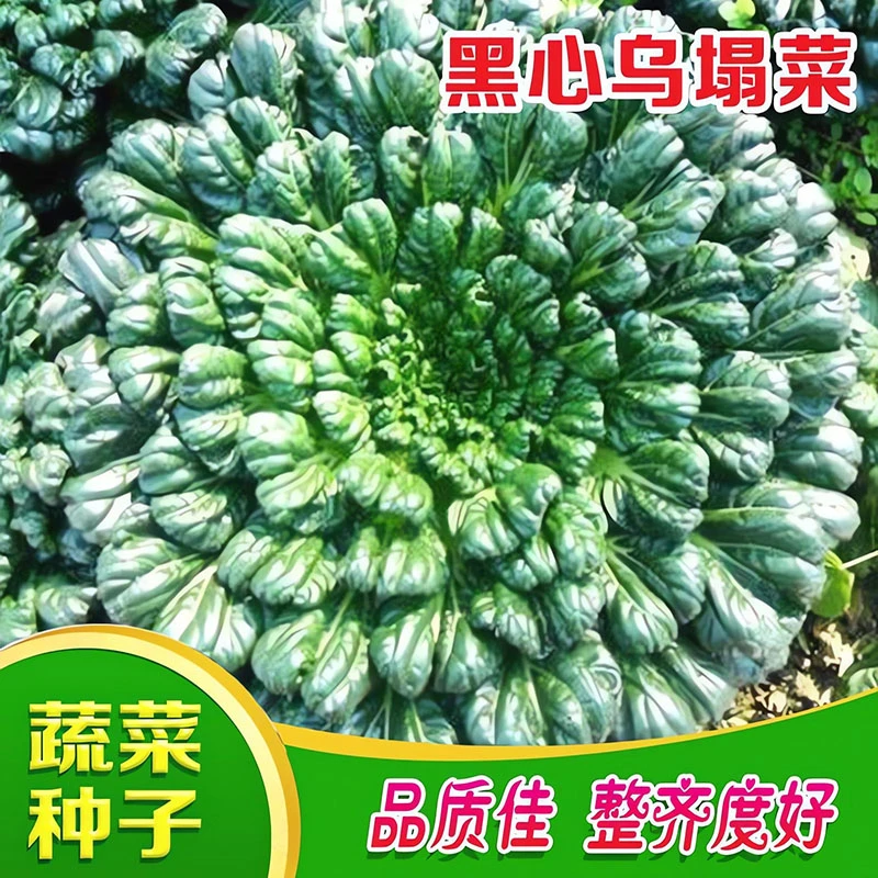 乌塌菜种子高钙菊花养心菜小八叶塌菜种籽春秋四季农家易种蔬菜种