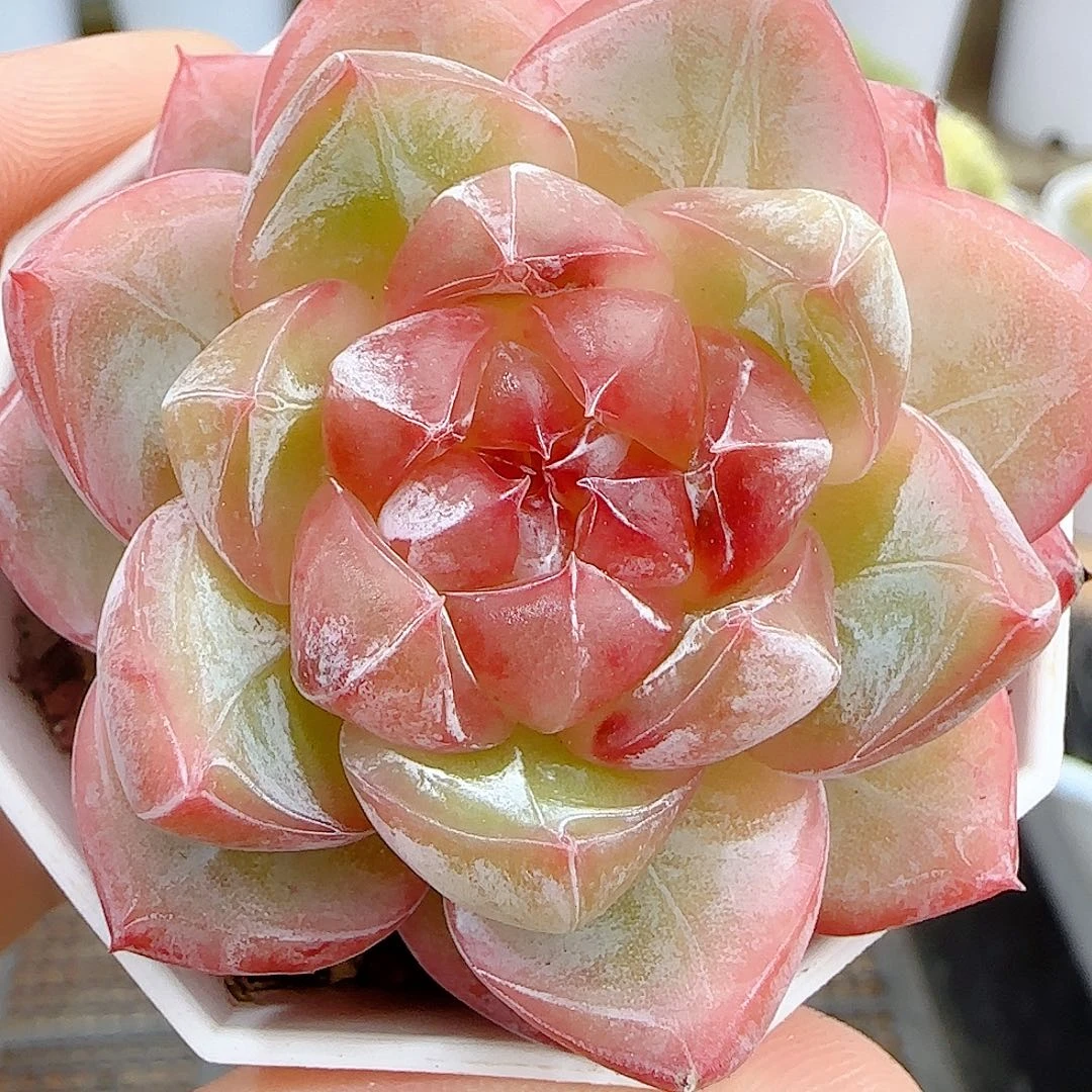 【闪购商品】0926-68钻石纹透珍妮包子糖心