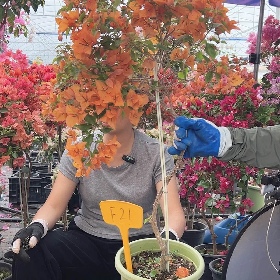 石***叁大部分花苞少量开放F21橙桑巴
