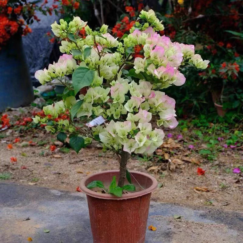 三角梅盆栽【绿樱】耐热多季开花.可藤可冠基地直发，掉花掉叶不售后