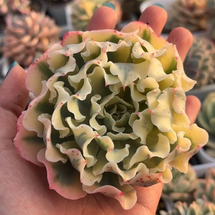 海啸锦大头盖一颗价格