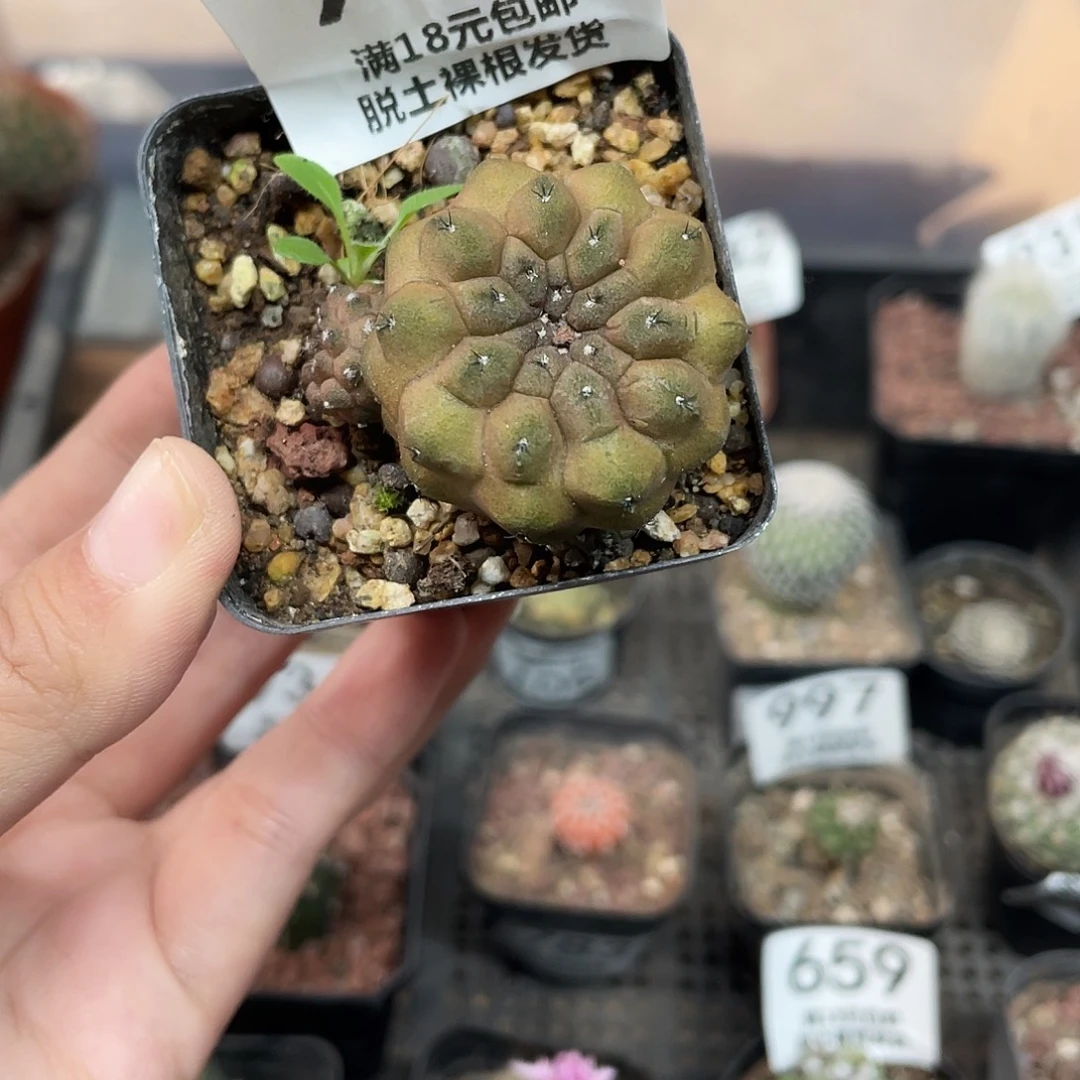 937实生蜥蜴仙人球