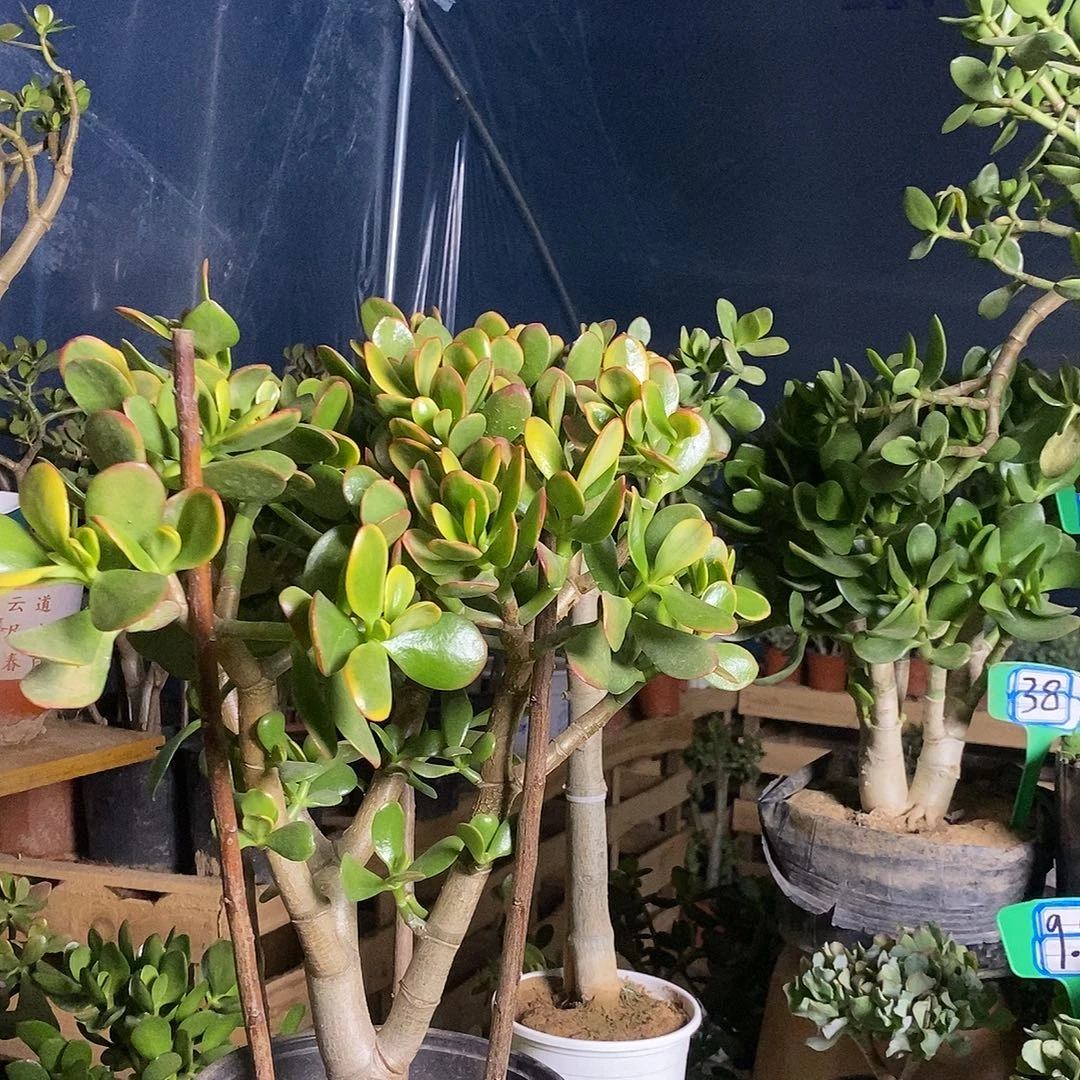 陈***哼完全开放黄金花月一物一拍