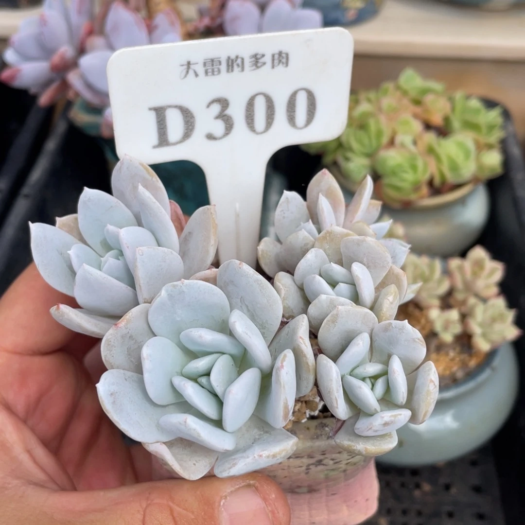 300雪特不带盆10厘米