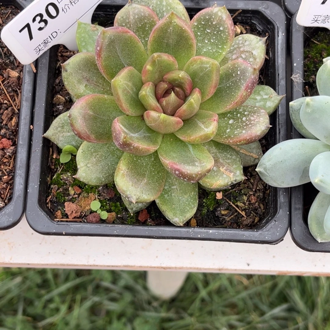 麋鹿泡泡多天植物730