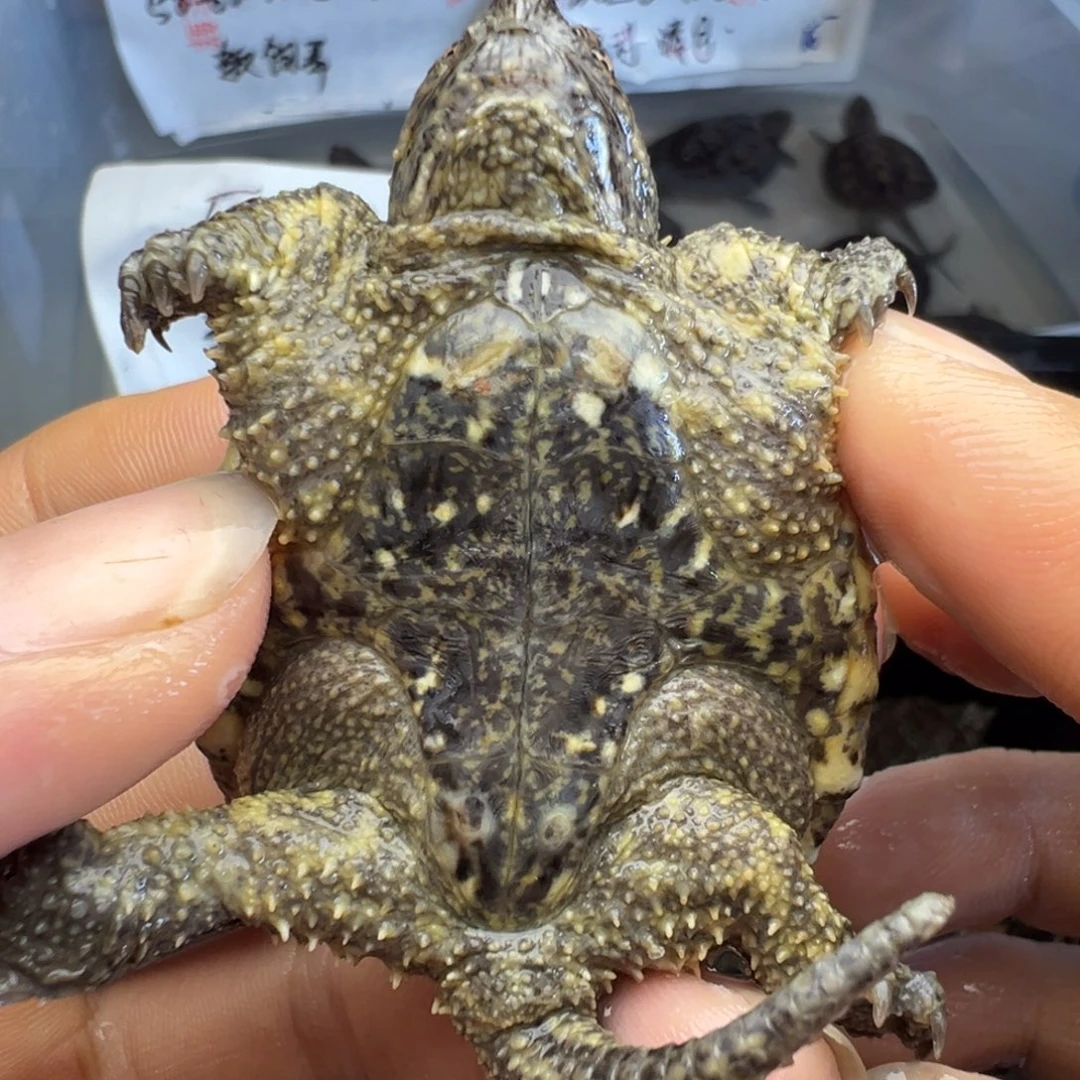 小鳄龟母不退不换 崩嘴 遐思