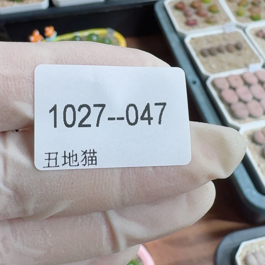 奕***艺1027-047卷卷卷卷j