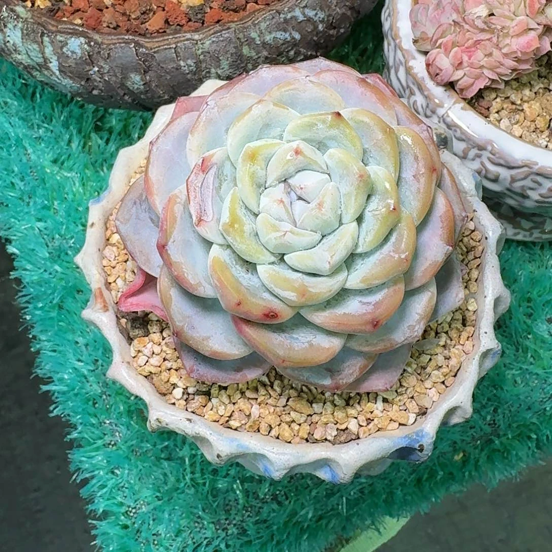 多肉植物不带盆发货