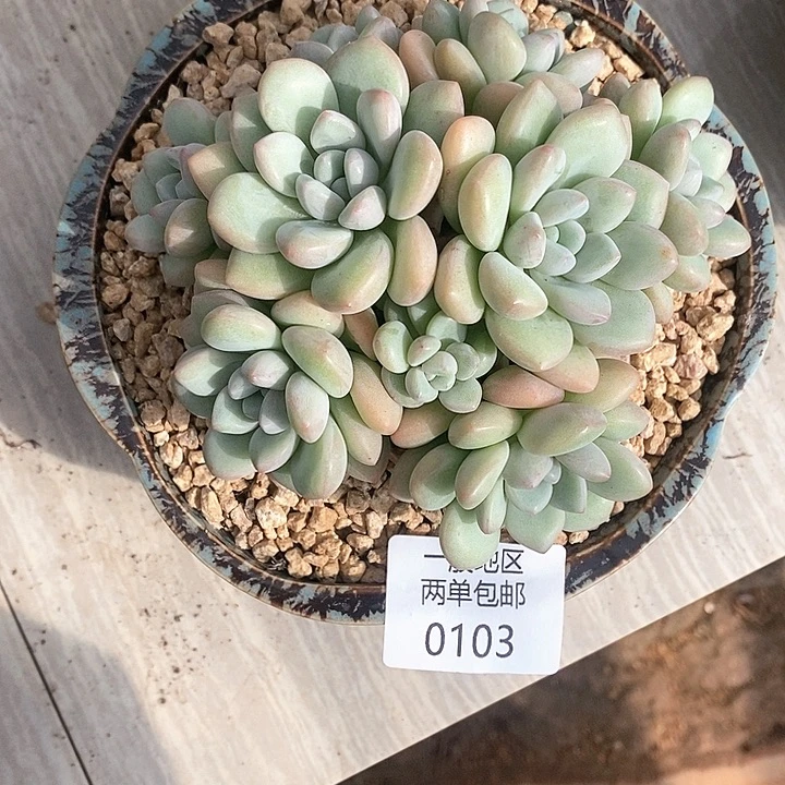 【闪购商品】0103多肉植物盆栽