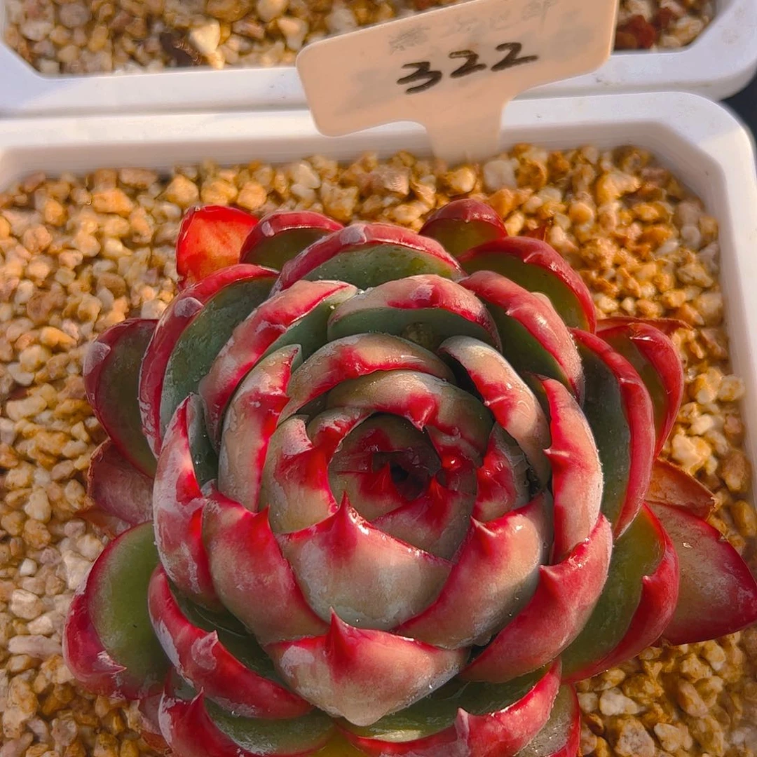 惊鸿仙子一物一拍322号