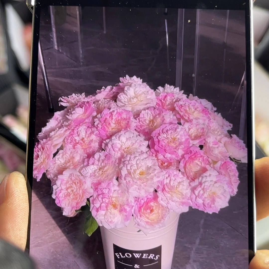 全部花苞德芮尔（法师千层酥）单头20枝