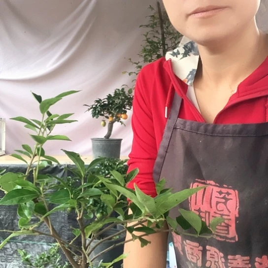 无花朵金弹子算盘果。