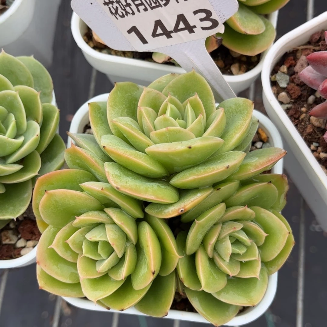 多肉植物1443 满30包邮