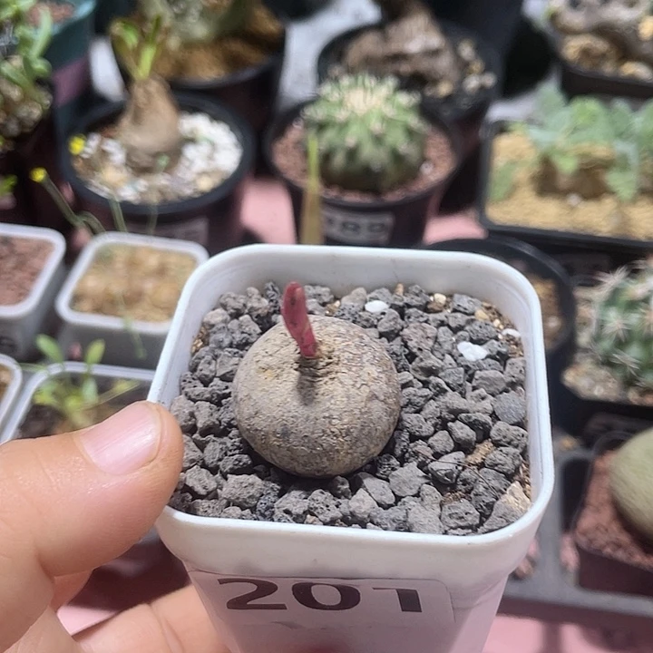 阿***莲201玫瑰大戟块根植物