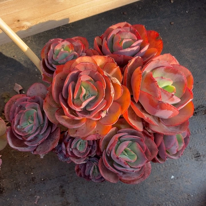 秀妍有砍多肉植物155