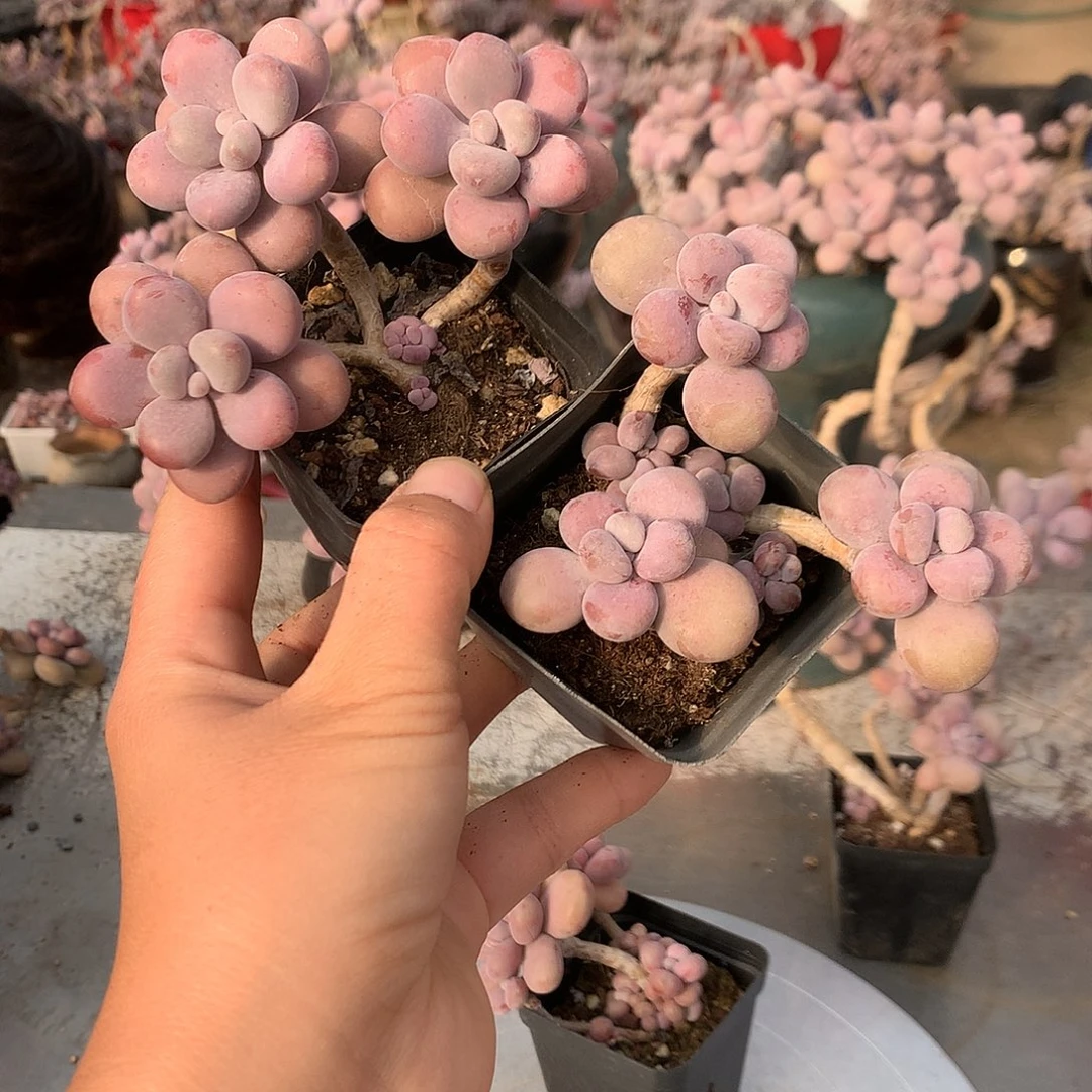 桃蛋老桩两颗不带盆38号