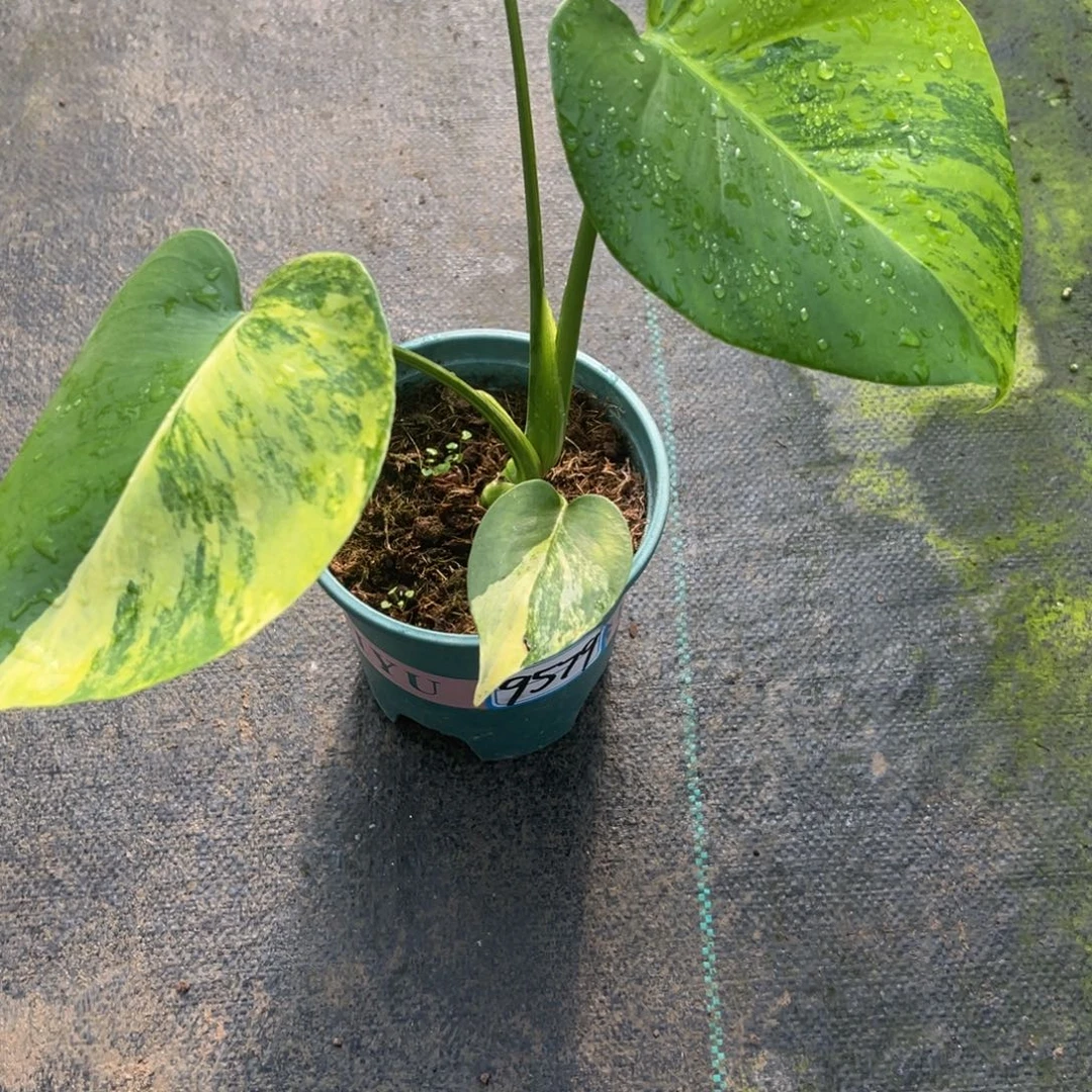 艳***样完全开放9579短黄龟背竹