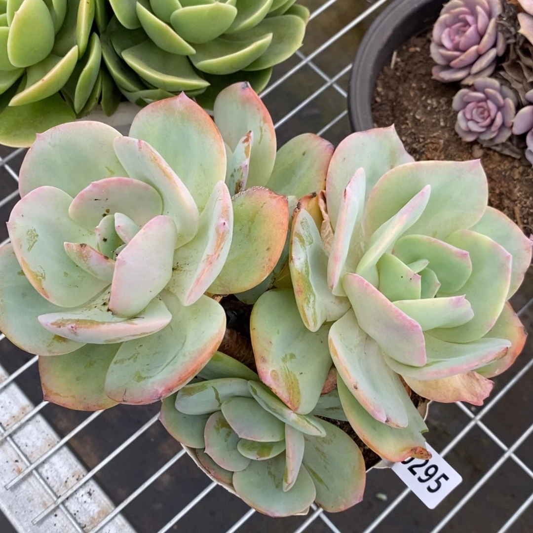 一物一拍白凤295