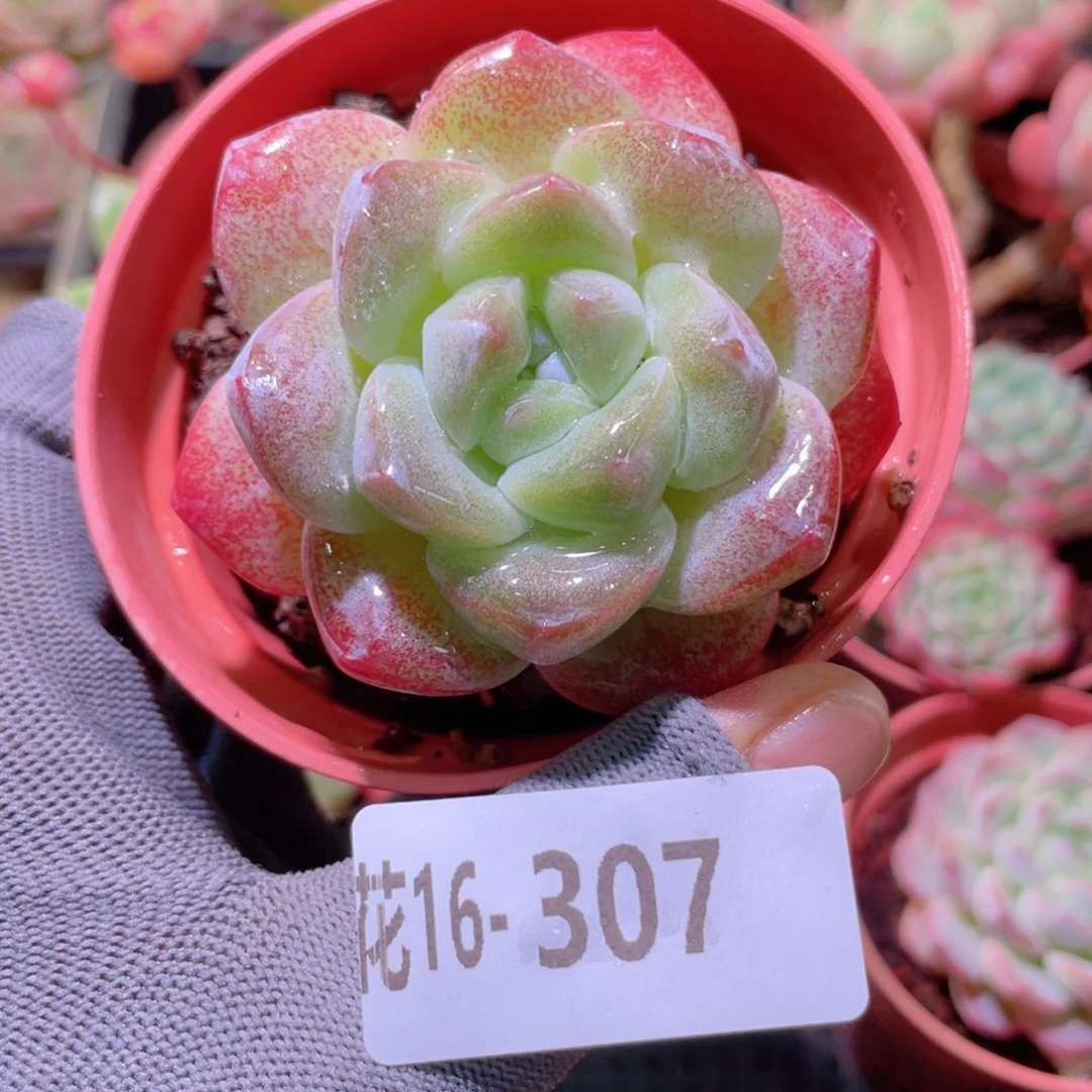 花利美16-307冰玉