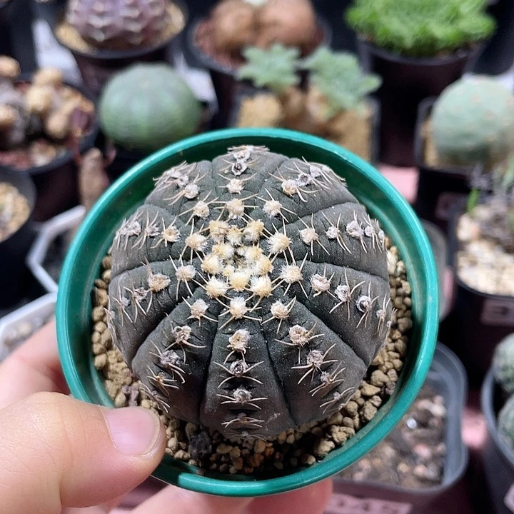 145拉根仙人球植物
