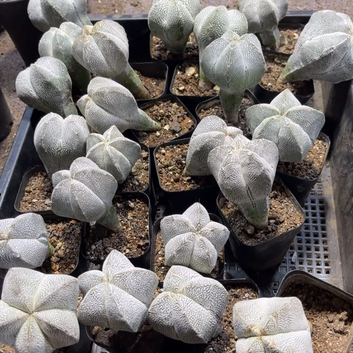 无花朵实生恩种好养皮实