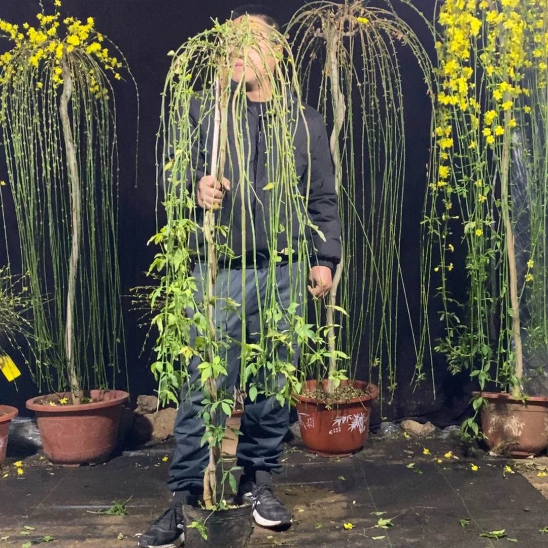 探春花，一物一拍