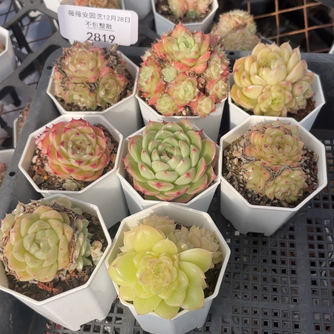 不包整散 盆子不售后2819