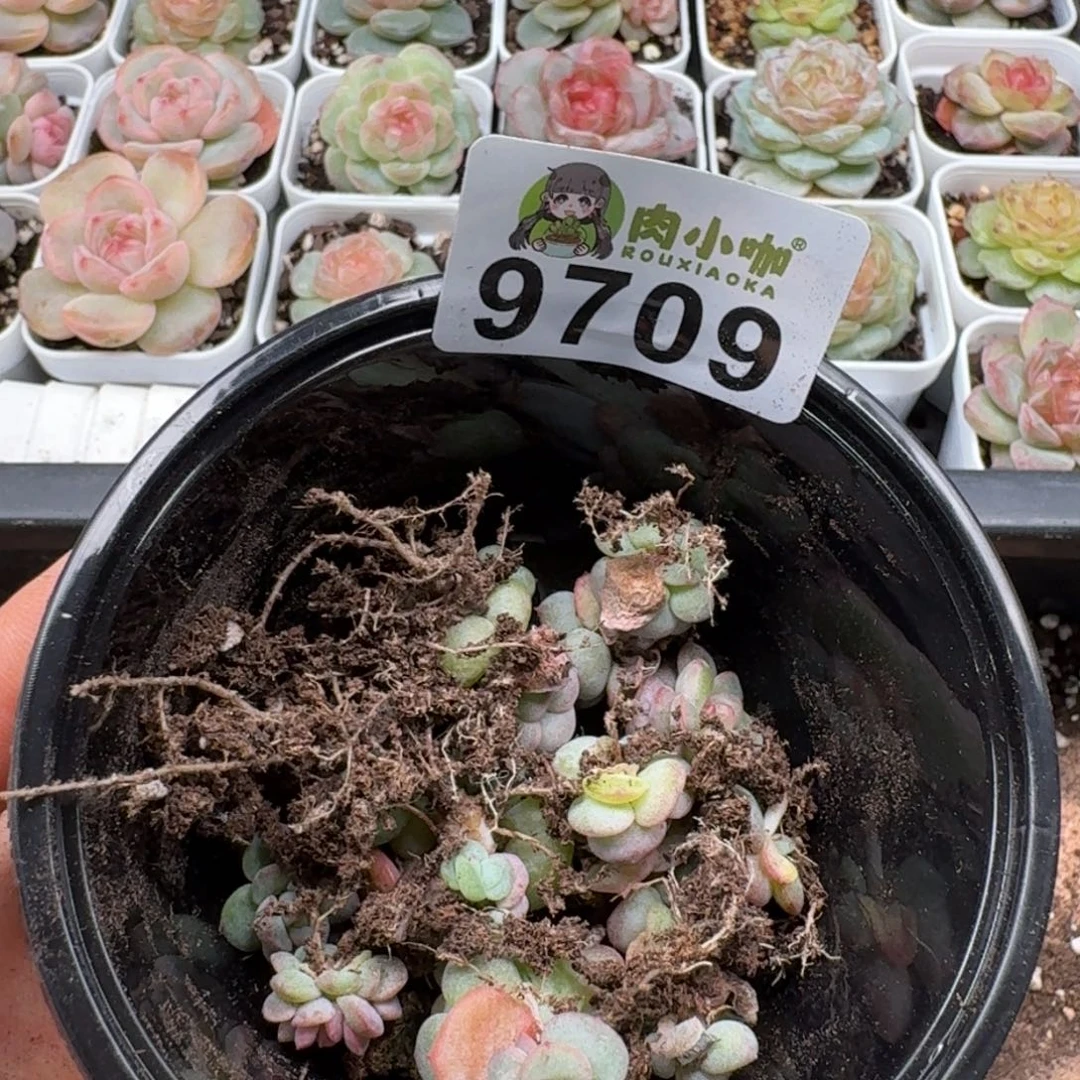 柒***默多肉植物多肉植物