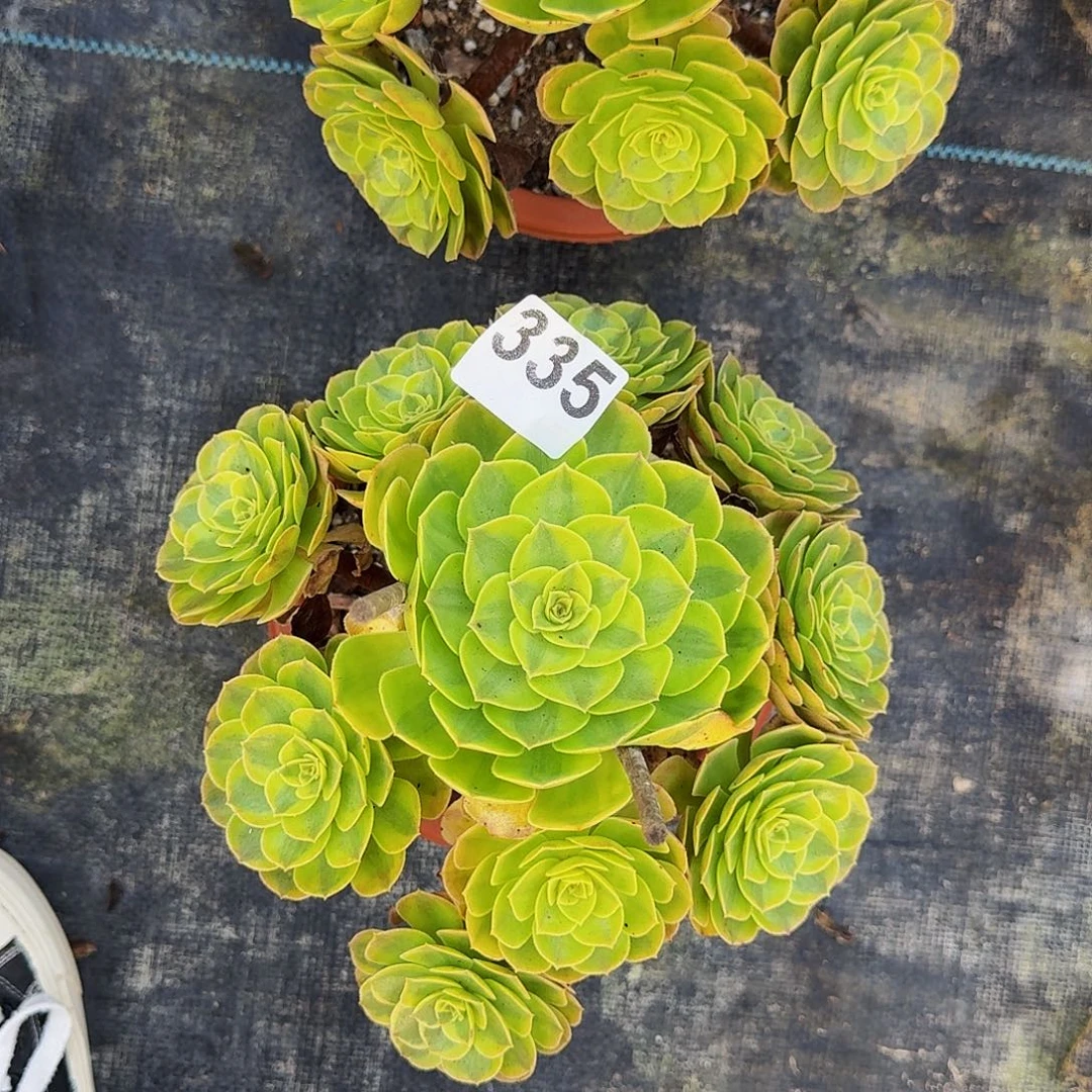 335雨河法师植物多肉