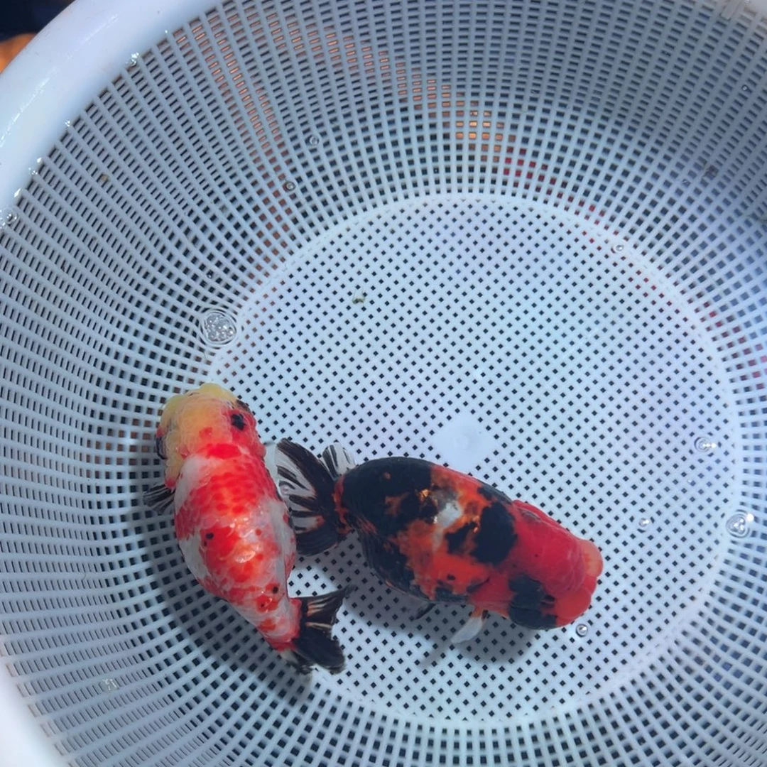 自***╲海水鱼潘氏金鱼兰寿金鱼