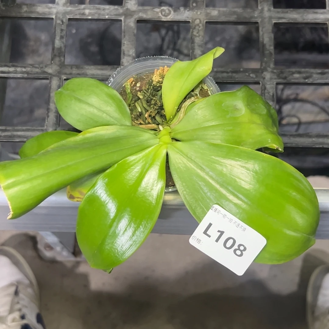 完全开放l108粉蘑菇双苗