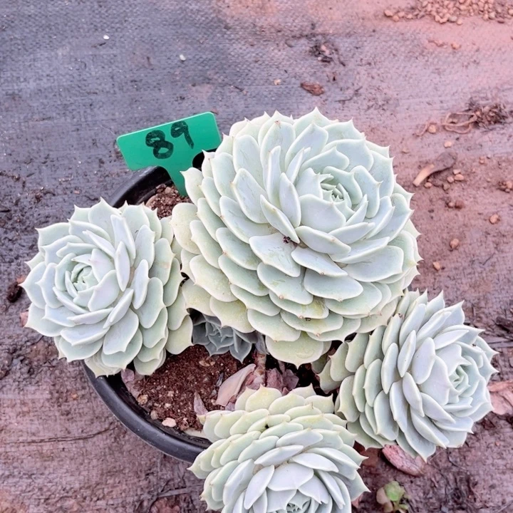 昂语多肉一物一柏89